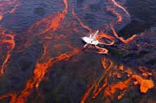 web-Gulf-Oil-Spill-Nears-Florida.jpg (62265 bytes)