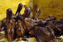 web-pelicans.jpg (73131 bytes)